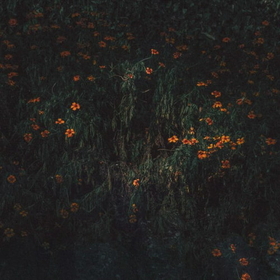 COMPRO ORO - ESTARANTOS -HQ-