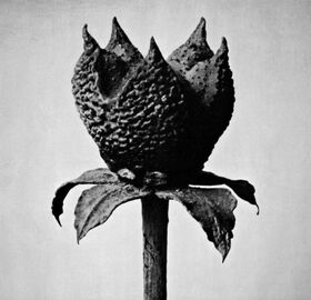 FUJITA, MASAYOSHI - BOOK OF LIFE