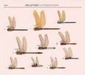 LIFTMEN - LUFTWAFFE POND -HQ-