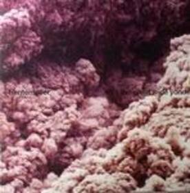 TRENTEMOLLER - INTO THE GREAT WIDE YONDER