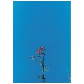 NEWSOM, JOANNA - JOANNA NEWSOM & YS STREET