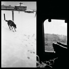 BRAVEYOUNG - WE ARE LONELY ANIMALS