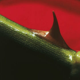 KHAN, NUSRAT FATEH ALI - NIGHT SONG