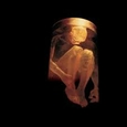 ALICE IN CHAINS - NOTHING SAFE: BEST OF (Compact Disc)