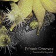 PURSUIT GROOVES - FRANTICALLY HOPEFUL (Compact Disc)