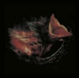 GURRIERS - NOBODY'S COMING TO SAVE YOU (Compact Disc)